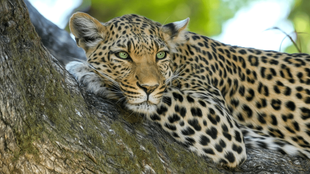 Kadealo, Africa Unique Safari Experiences, wildcat, Okavango, Botswana