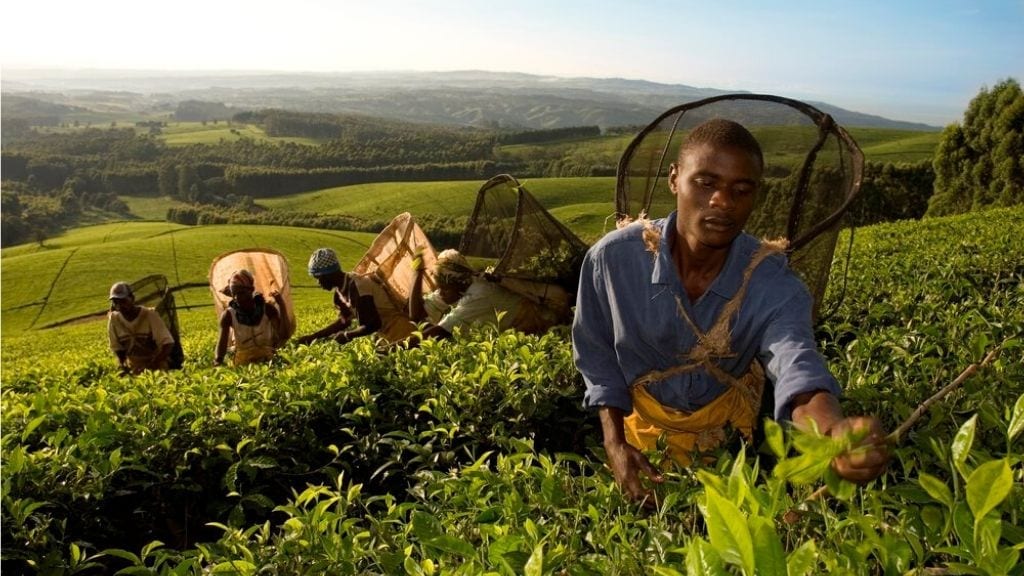 Kadealo, African Condiment, Tea