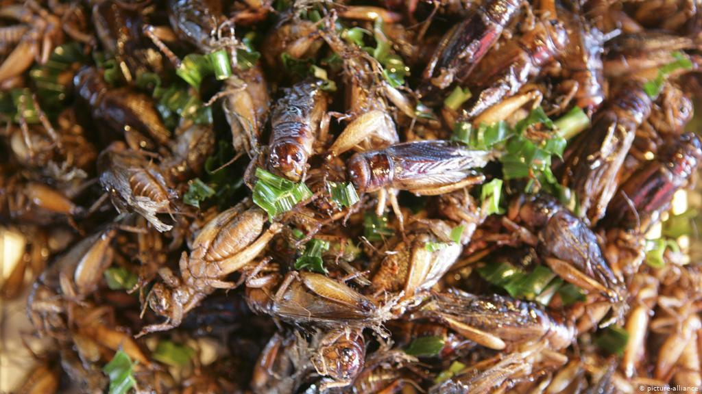 Kadealo, African delicacies, Locusts, African pest, Throughout Africa