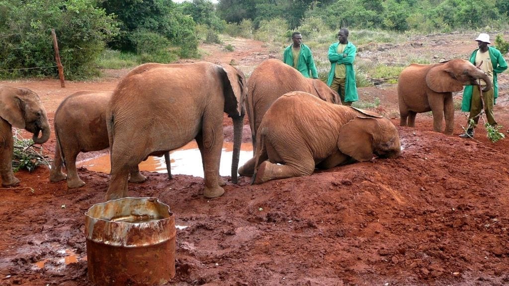 Kadealo, Close Animal Encounters, Daphne Sheldrick Elephant Orphanage, Nairobi, Kenya