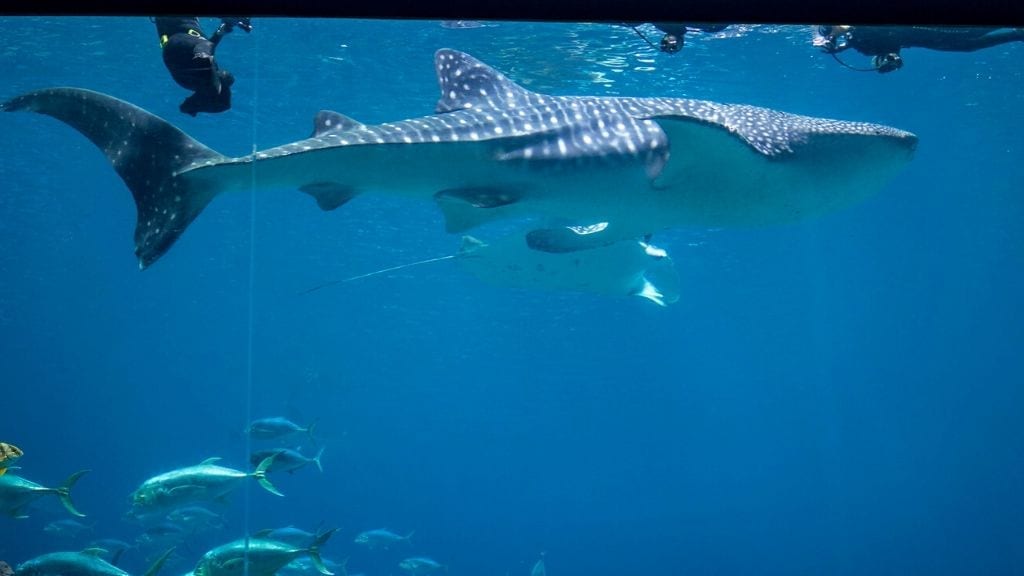 Kadealo, Close Animal Encounters, Snorkelling with Whale Sharks, Tofo, Mozambique