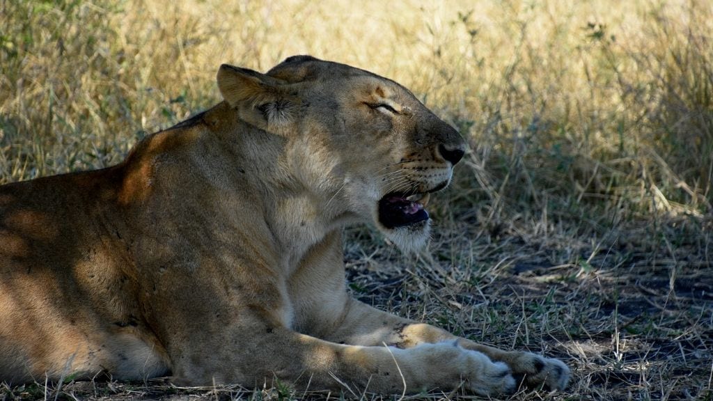 Kadealo, The Big 5, Lions, Selous Game Reserve, Tanzania