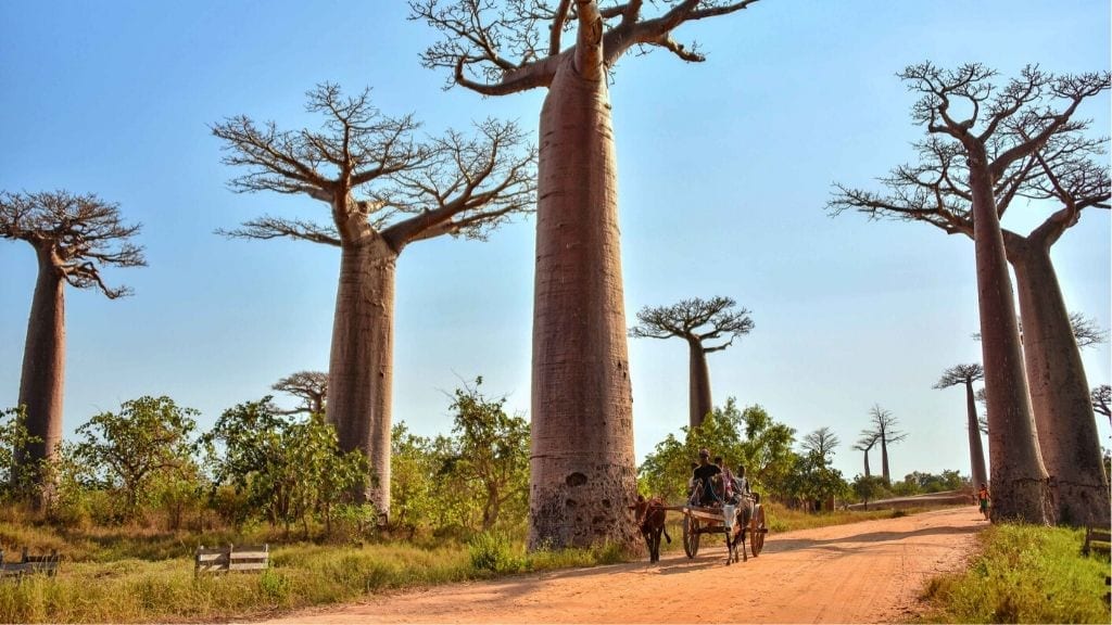 Kadealo, African Natural Wonders, Avenue of the Baobabs, Madagascar