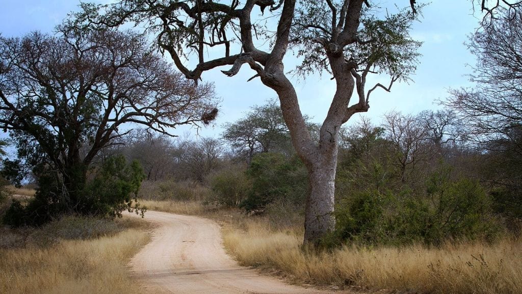 Kadealo, African Natural Wonders, Kruger National Park, South Africa