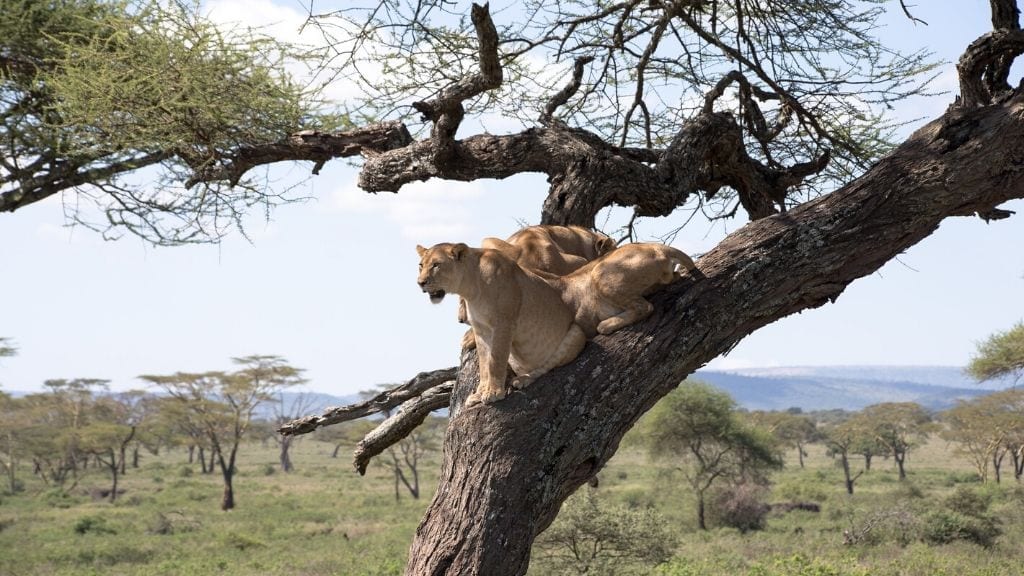 Kadealo, Travel tips, African Safari, What to expect on a Safari Experience