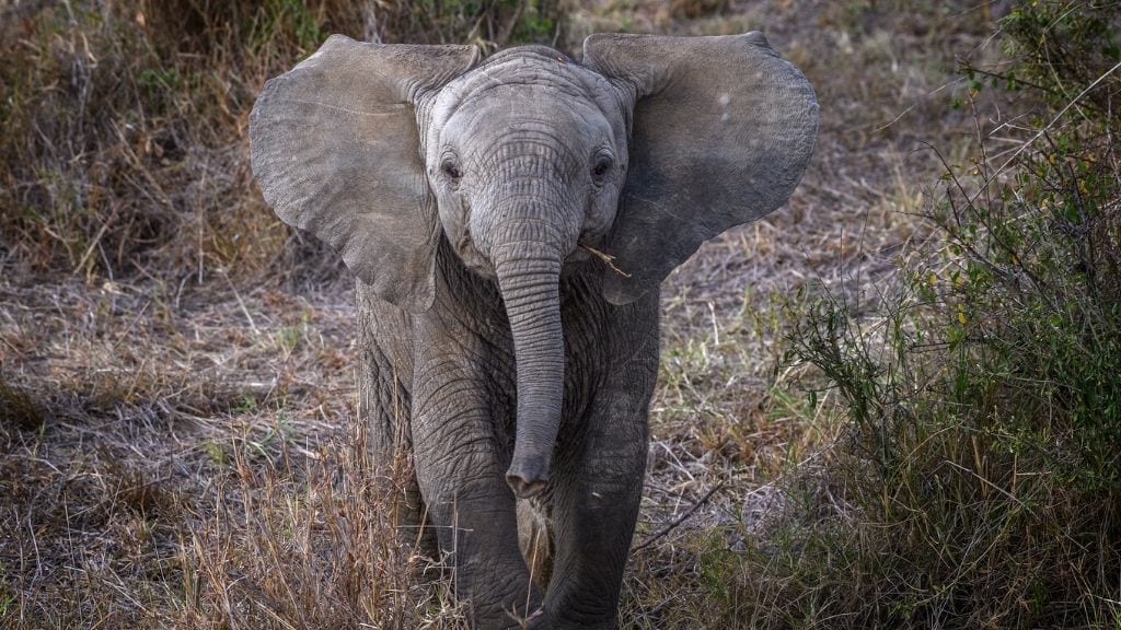 Kadealo, African Myths and Legends, The Origin of Elephants