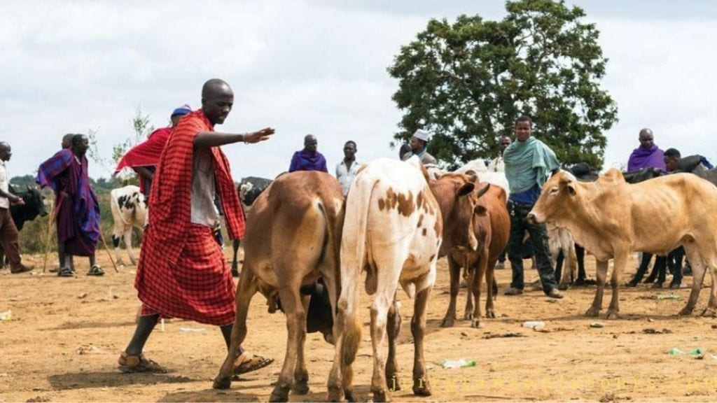 Kadealo, African Traditions, Wealth is Measured by Cows