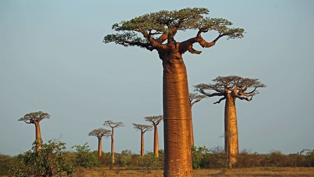 Kadealo, African Trees Baobab, Madagascar