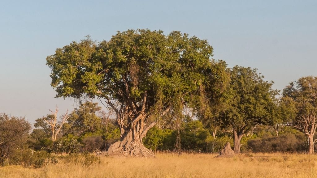 Kadealo, African Trees, Jackalberry, Senegal, Namibia