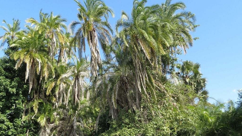 Kadealo, African Trees Wild Date Palm
