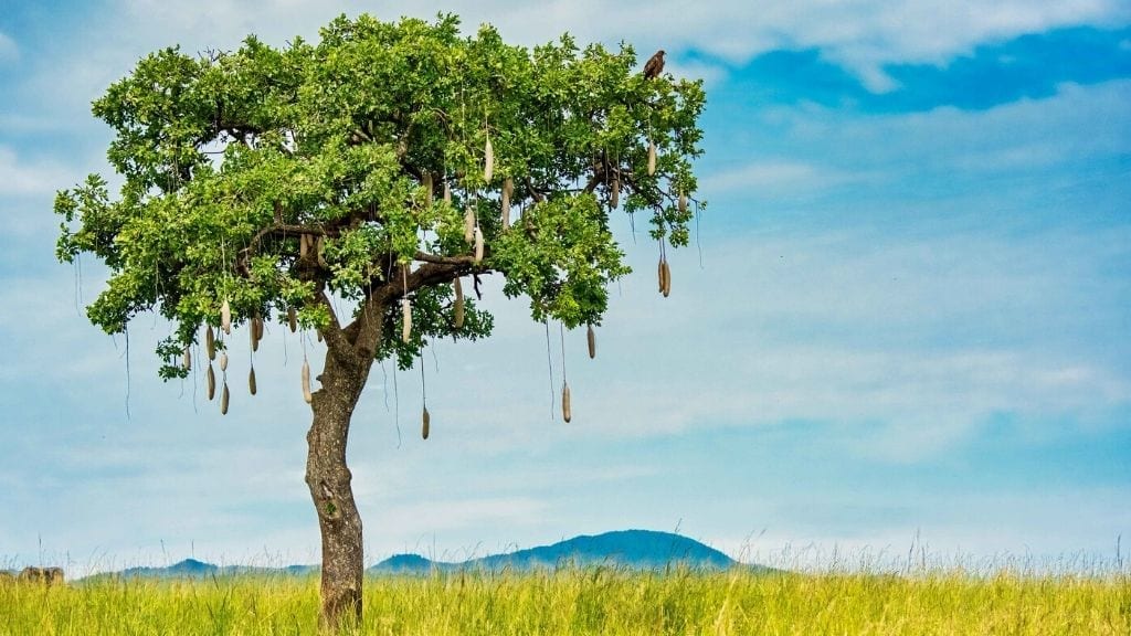 Kadealo, African Trees, Sausage Tree
