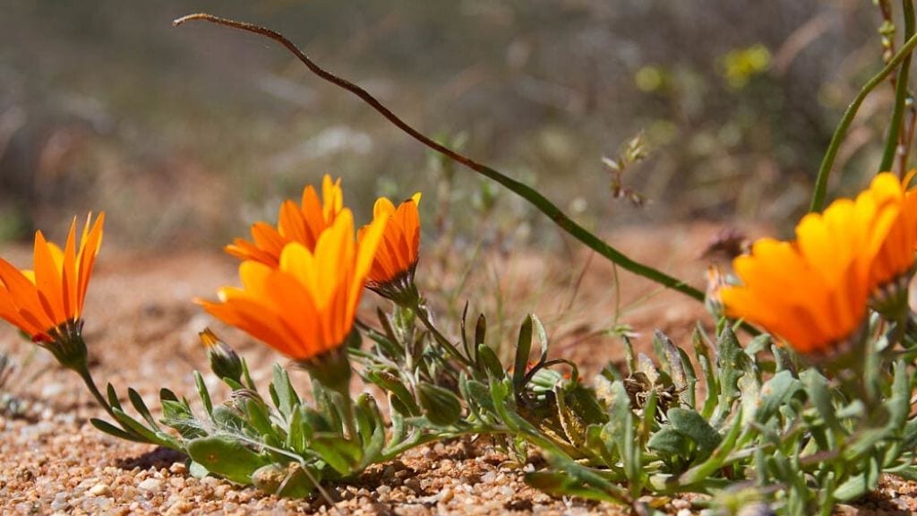 Kadealo, Flowers in South Africa, Namaqualand