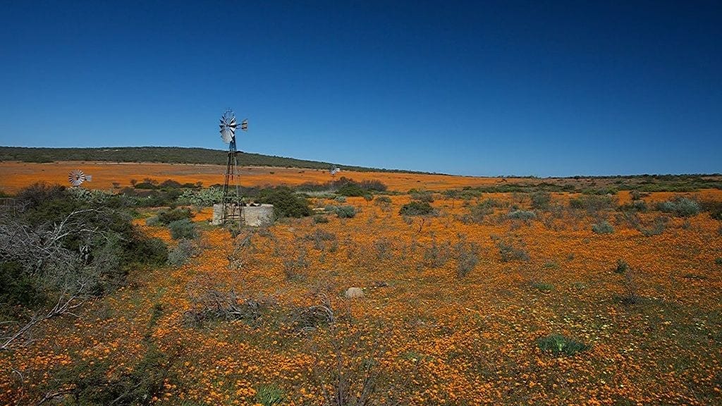 Kadealo, Flowers in South Africa, Skilpad Wildflower Reserve