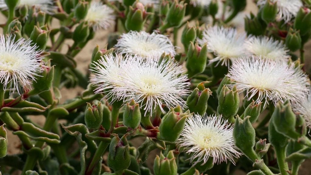 Kadealo, Flowers in South Africa, Tankwa Karoo National Park