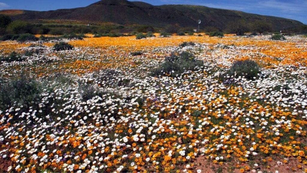 Kadealo, Flowers in South Africa