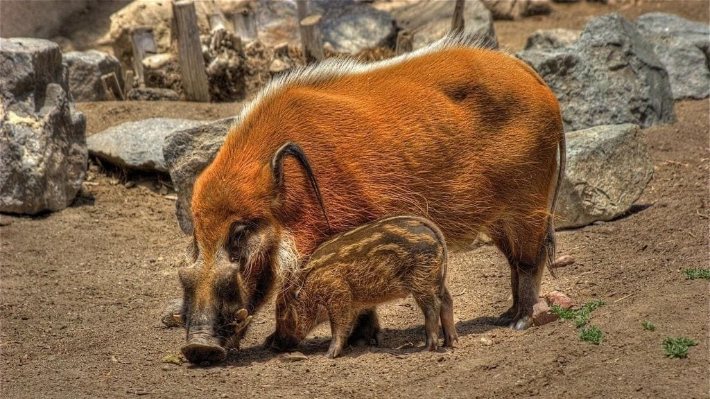 Kadealo, African Animals, Bush Pig