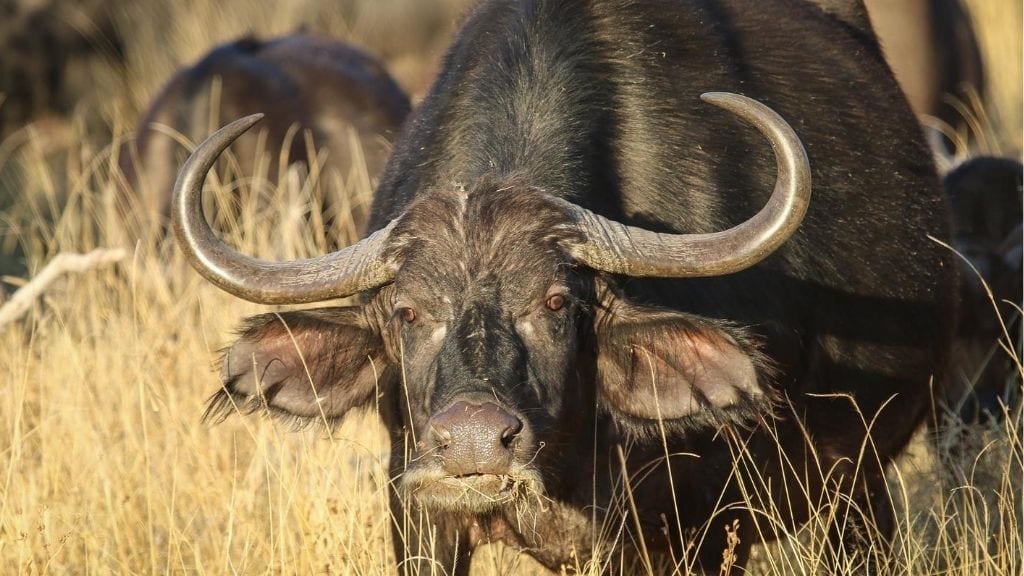 Kadealo, African Animals, Cape Buffalo