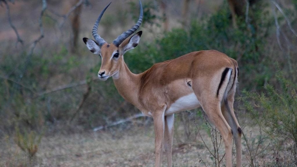 Kadealo, African Animals, Gazelle