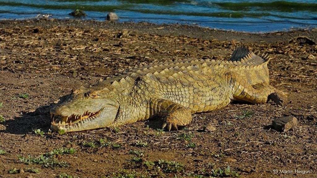 Kadealo, African Animals, Nile Crocodile