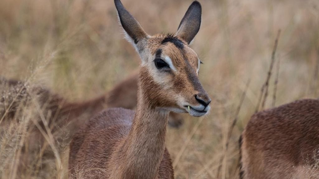 Antelope | Kadealo Africa