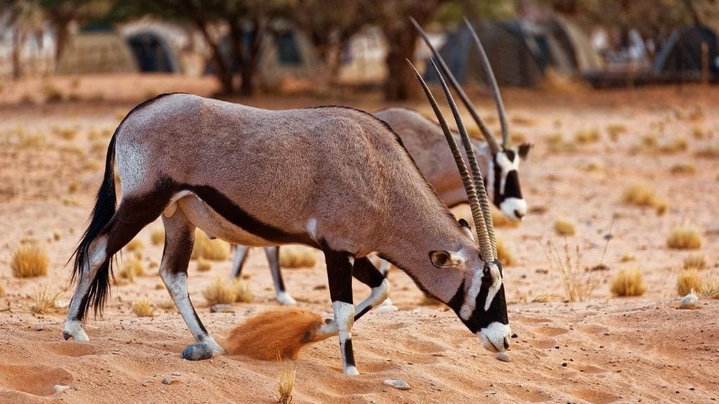 Kadealo, African Animals, Oryx