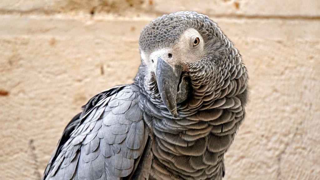 Kadealo, African Birds, African Grey Parrot