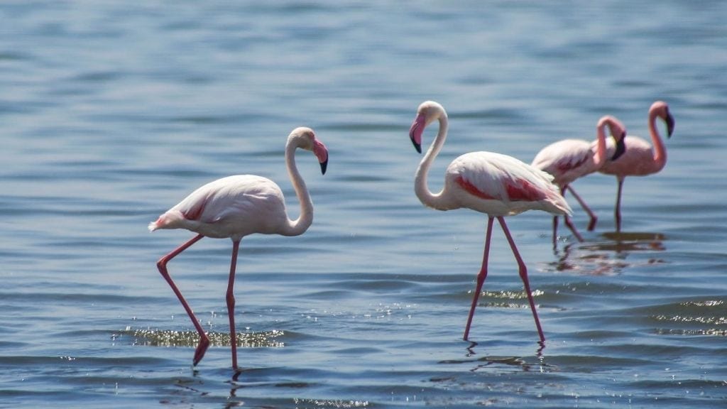 Kadealo, African Birds, Flamingo
