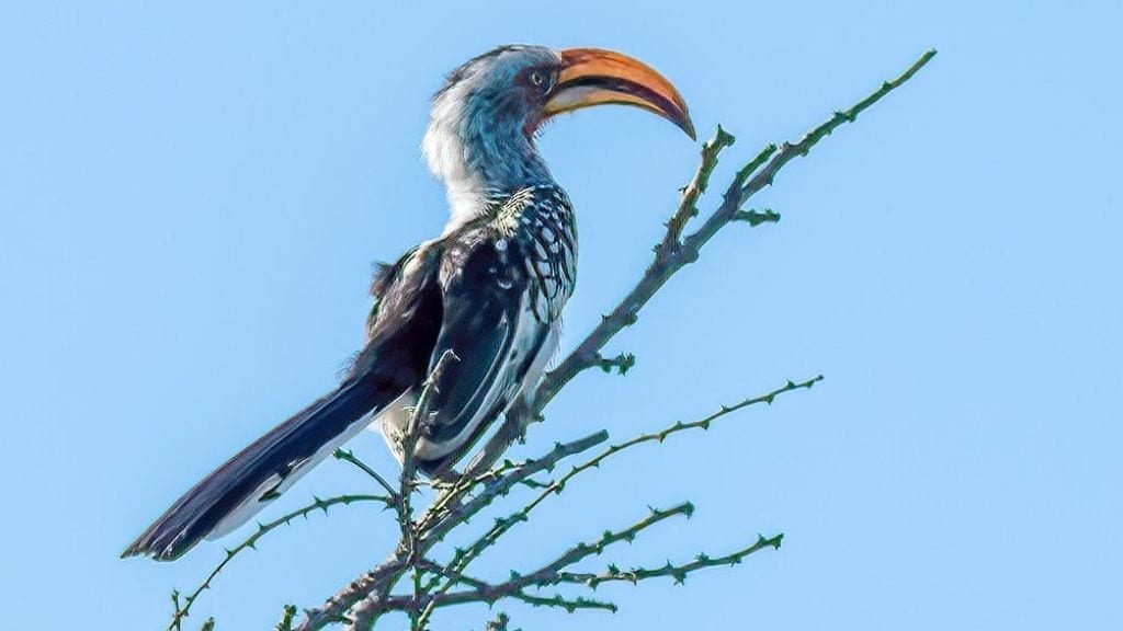 Kadealo, African Birds, Hornbill
