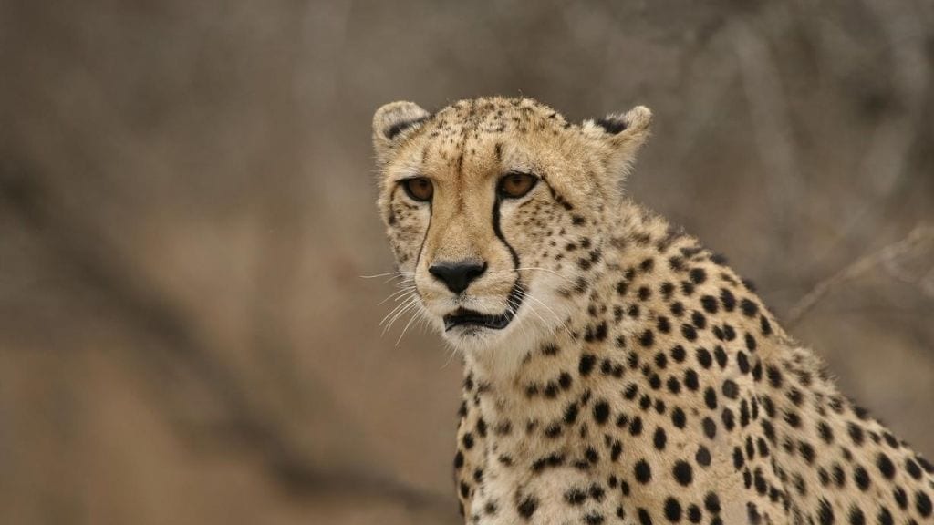 Kadealo, African Cats, Cheetah