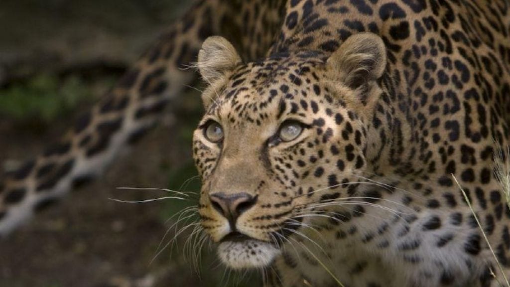 Kadealo, African Cats, Leopard