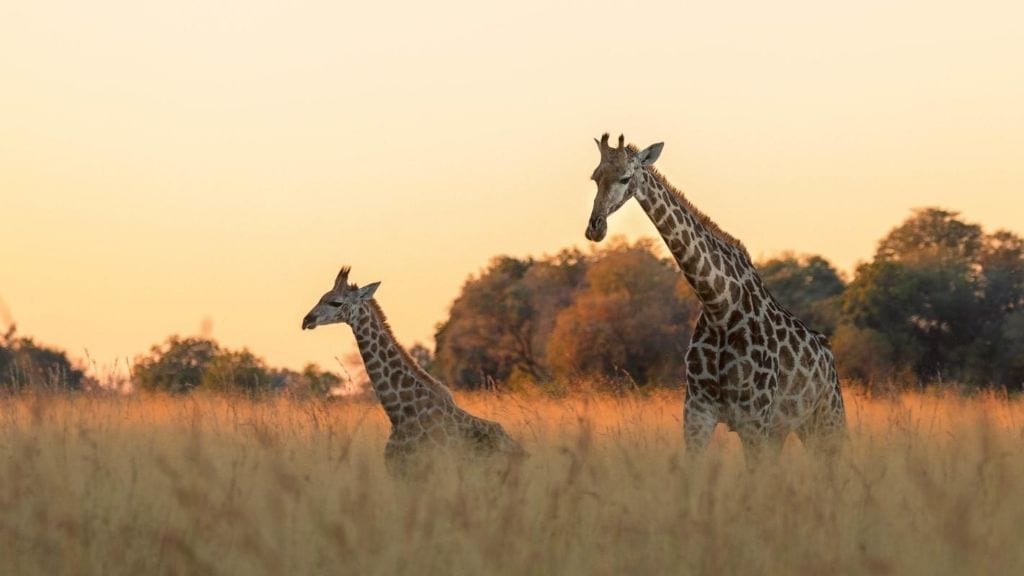 Kadealo, African Grazers and Browsers, Giraffe