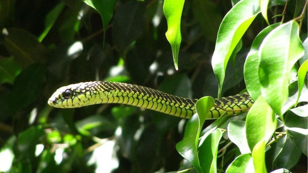 Kadealo, African Snakes, Boomslang