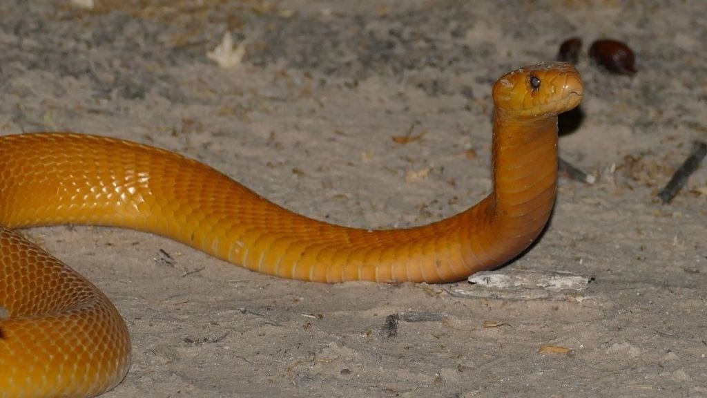 Kadealo, African Snakes, Cape Cobra