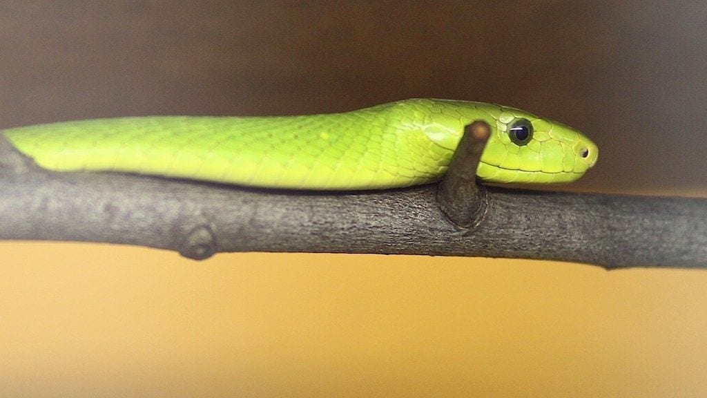 Kadealo, African Snakes, Eastern Green Mamba