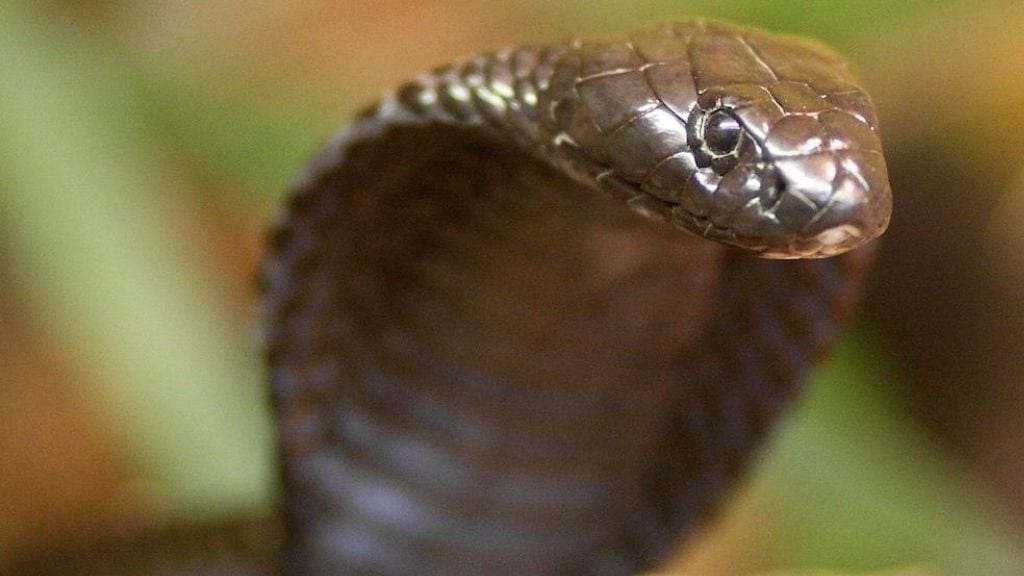 Kadealo, African Snakes, Egyptian Cobra
