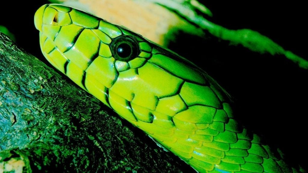 Kadealo, African Snakes, Western Green Mamba