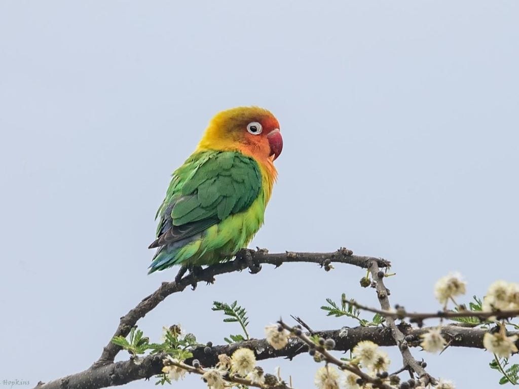 Kadealo, African Birds, Fischer's Lovebird