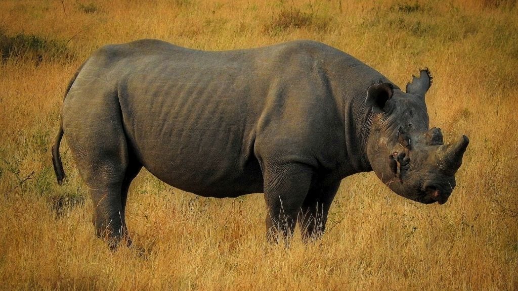 Kadealo, The Big 5, Rhino, Ol Pejeta Conservancy, Kenya